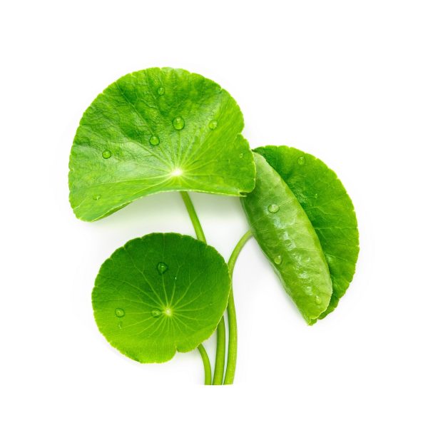 centella-asiatica-ativo-formula-sola-regeneracao centella-asiatica-ativo-formula-sola-regeneracao